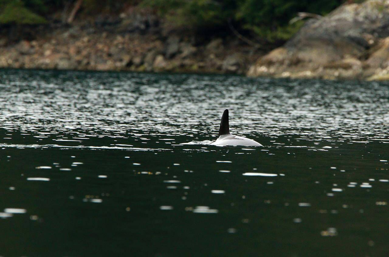 The orphaned orca calf who has been stranded after its pregnant mother died after being caught when the tide went out more than a week ago is spotted in a lagoon near Zeballos, B.C., on Monday April 1, 2024. THE CANADIAN PRESS/Chad Hipolito