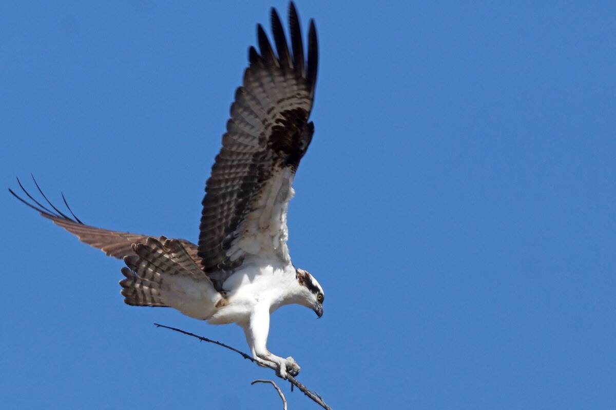 An osprey fortifying its nest on Old Hedley Road. Photo John Moody