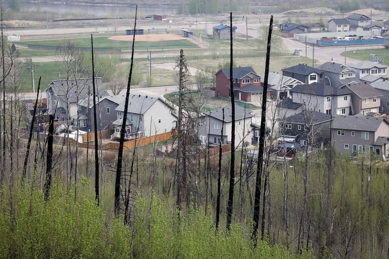 Burned trees from the 2016 wildfire stand sentinel over a neighbourhood in Fort McMurray, Alta., on Wednesday, May 15, 2024. THE CANADIAN PRESS/Jeff McIntosh